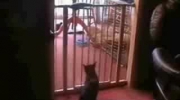 funny cat jump