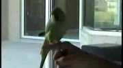 Tresowana papuga aleksandretta obrozna