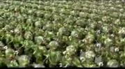 Wow Parada Chińskiej Armii ( 50 lat)