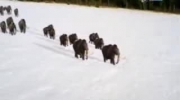 Wedrowki z bestiami cz 6 Podroz mamuta