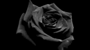 Black Rose Immortal (Part II) - Opeth