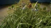 Sonda - Co w trawie piszczy cz 1