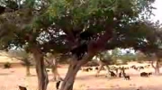 Kozy na drzewie.