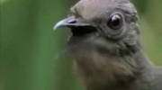 Ptaszek-przedrzeżniaczek