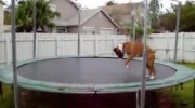 Pies na trampolinie