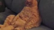 Prawdziwy Garfield przed TV