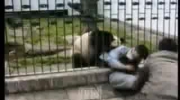 panda atakuje
