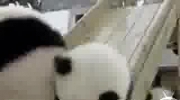 sweet panda