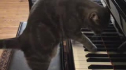 Kot grający na pianinie