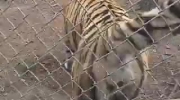 Tygrysi "atak" na kamerzystę :)