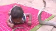 Zabawa dziecka z kobrą