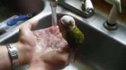 Kąpiące sie papugi