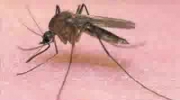 Piosenka o komarze xD