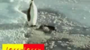 złosliwy pingwin