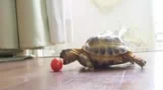 Słodki żółwik kontra pomidor
