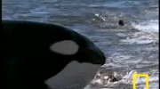 orka kontra lew morski