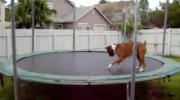 Pies skacze na trampolinie x