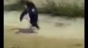zwariowany pingwin