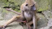 Małpia masturbacja, monkey masturbation