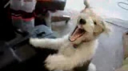 Histeryczny śmiech psa