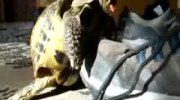 zboczony żółw