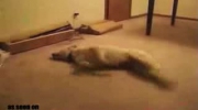 pies biega w snie :) xxx