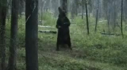 Tańczący niedźwiedź