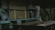 Pingwin wymiata w ping ponga!
