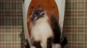 Srający kot - Film Komedia romantyczna