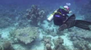 Shaab El Shehr Red Sea Diving nurkowanie Egipt