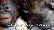Pocałunek bulldoga i orangutana