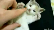 Smallest cat?