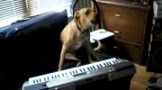Utalentowany pies gra na klawiszach
