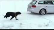 Audi Quattro vs. pies