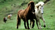 konie - I amar