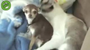 Chihuahua & Kot