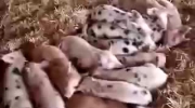 Very Funny Sleeping Baby Pigs React To Sounds !!!