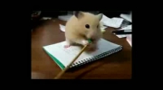 Hungry Hamster / Głodny Chomik