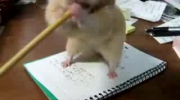 Chomik zjada ołówek