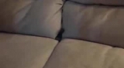 Kot,który utknoł w kanapie.