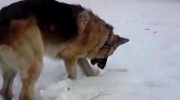 Pies na śnieżki