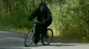 Goryl zawalił mu rower