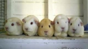 Śmieszne Chomiki - Funny Hamster