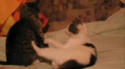 Walka kotów - Mortal Kombat ( Śmieszne filmiki, funny cats))
