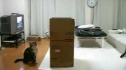 Kot i pudło