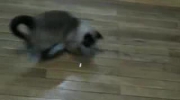 Kot i laserowy wskaźnik