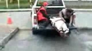 zgóbienie rannego człowieka z samochodu