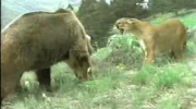 Puma vs Grizzly