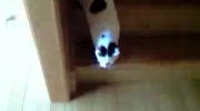 Zejście ze schodów w wykonaniu kota