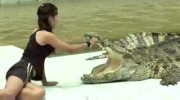 szaleni treserzy aligatorów
